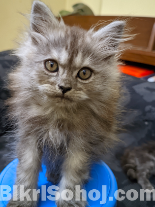 Doll Face Persian kitten (Maine Coon cat breed)